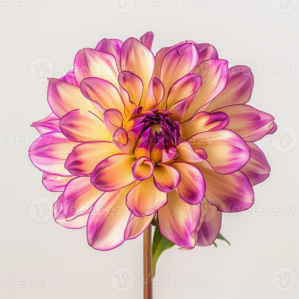 A purple and yellow dahlia flower on a white background photo