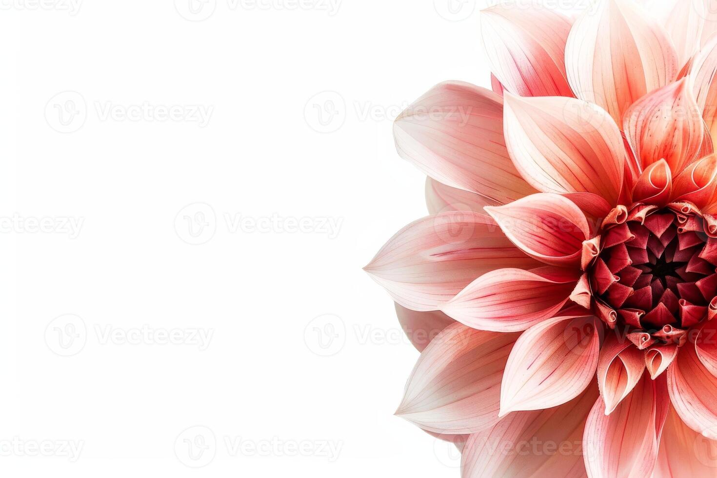 A large pink flower is shown on a white background photo