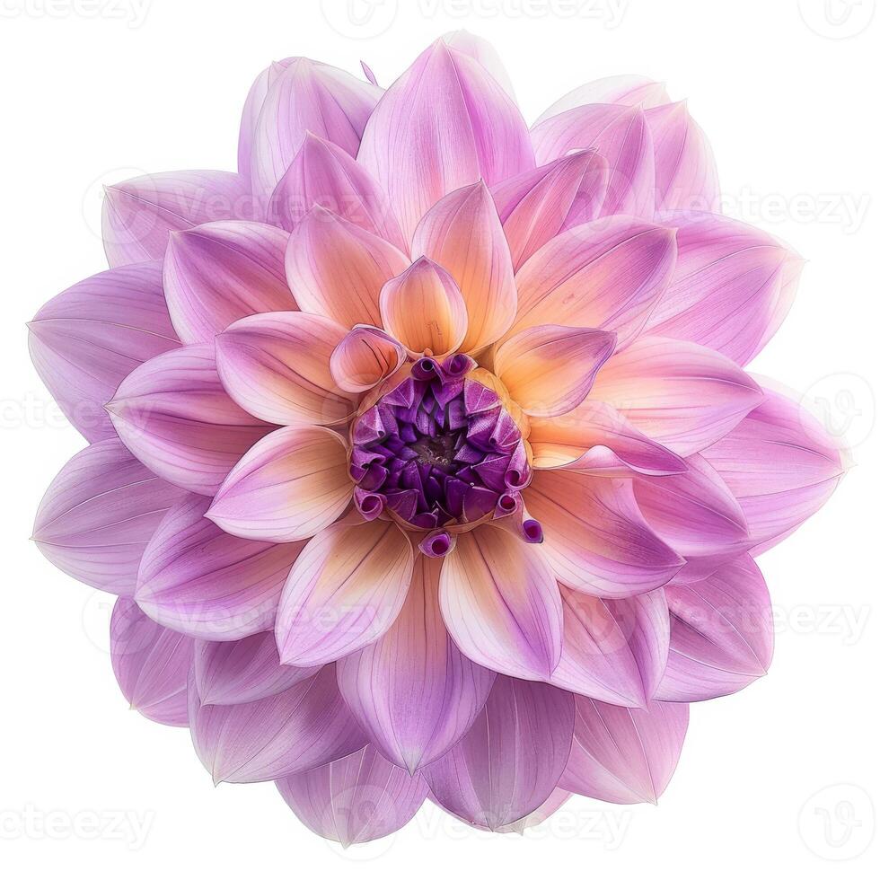 A large purple flower is shown in the center of the image photo