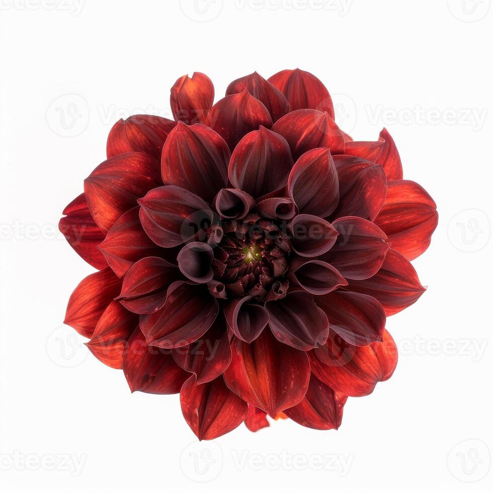 A red and black flower on a white background photo