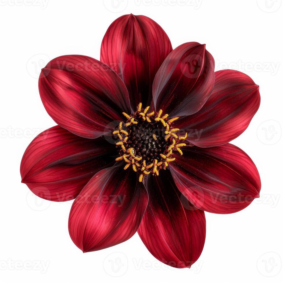 A red flower with black petals on a white background photo