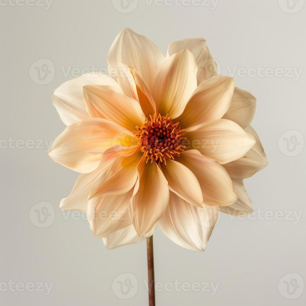 A single orange dahlia flower on a stem photo
