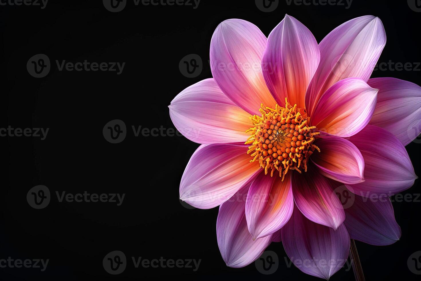 A single pink flower is shown on a black background photo