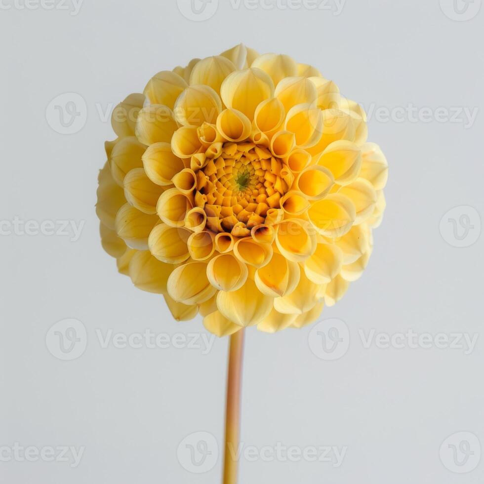 A yellow dahlia flower on a white background photo