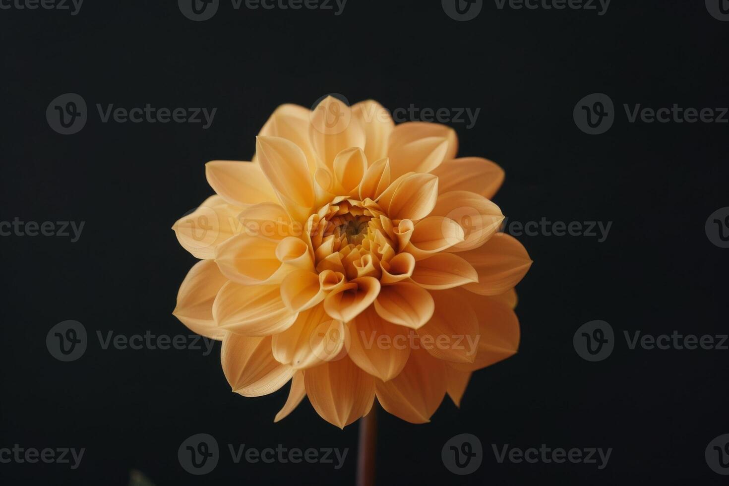A single orange dahlia flower on a black background photo