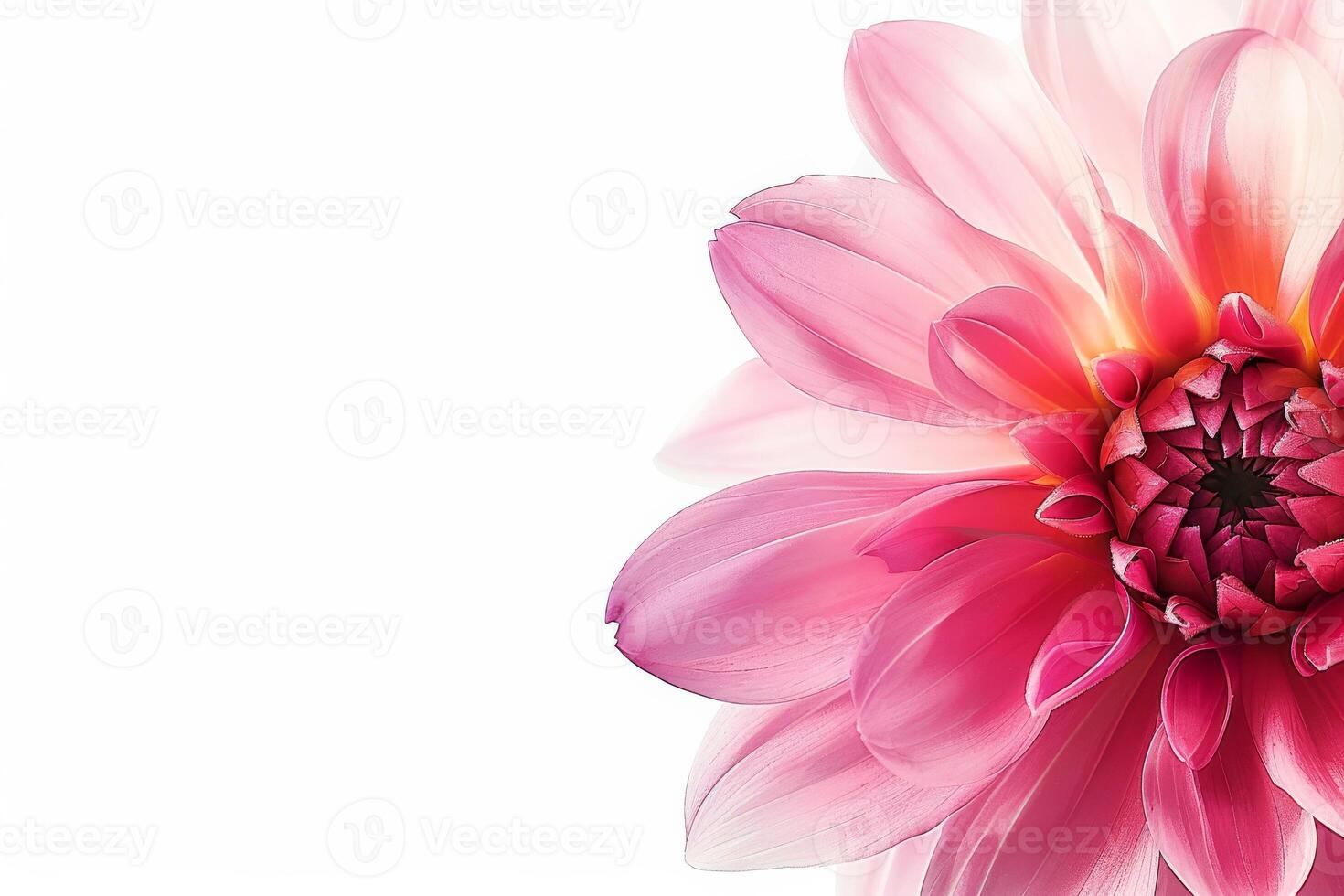 A pink flower is shown in front of a white background photo