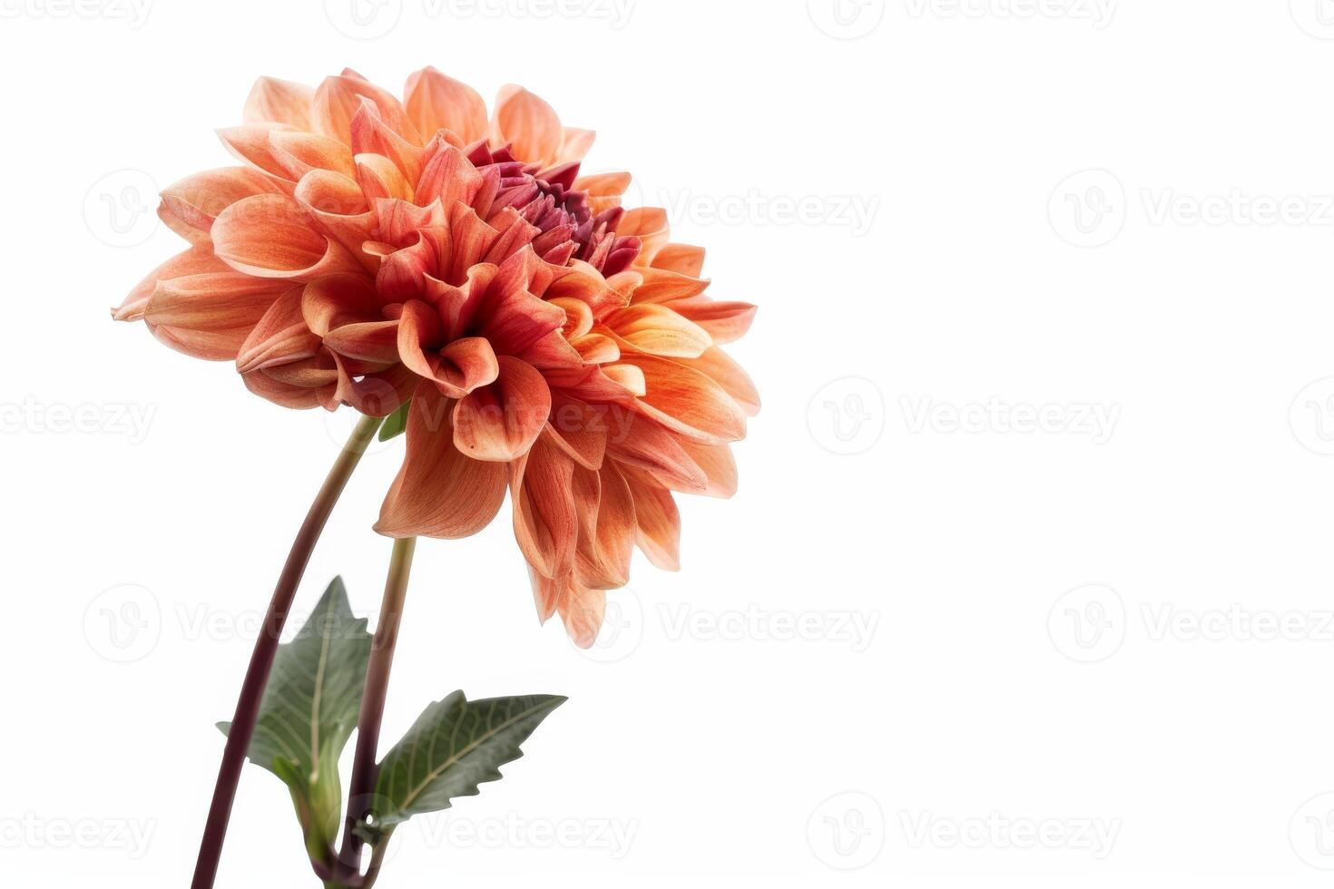 Orange dahlia flower on white background photo