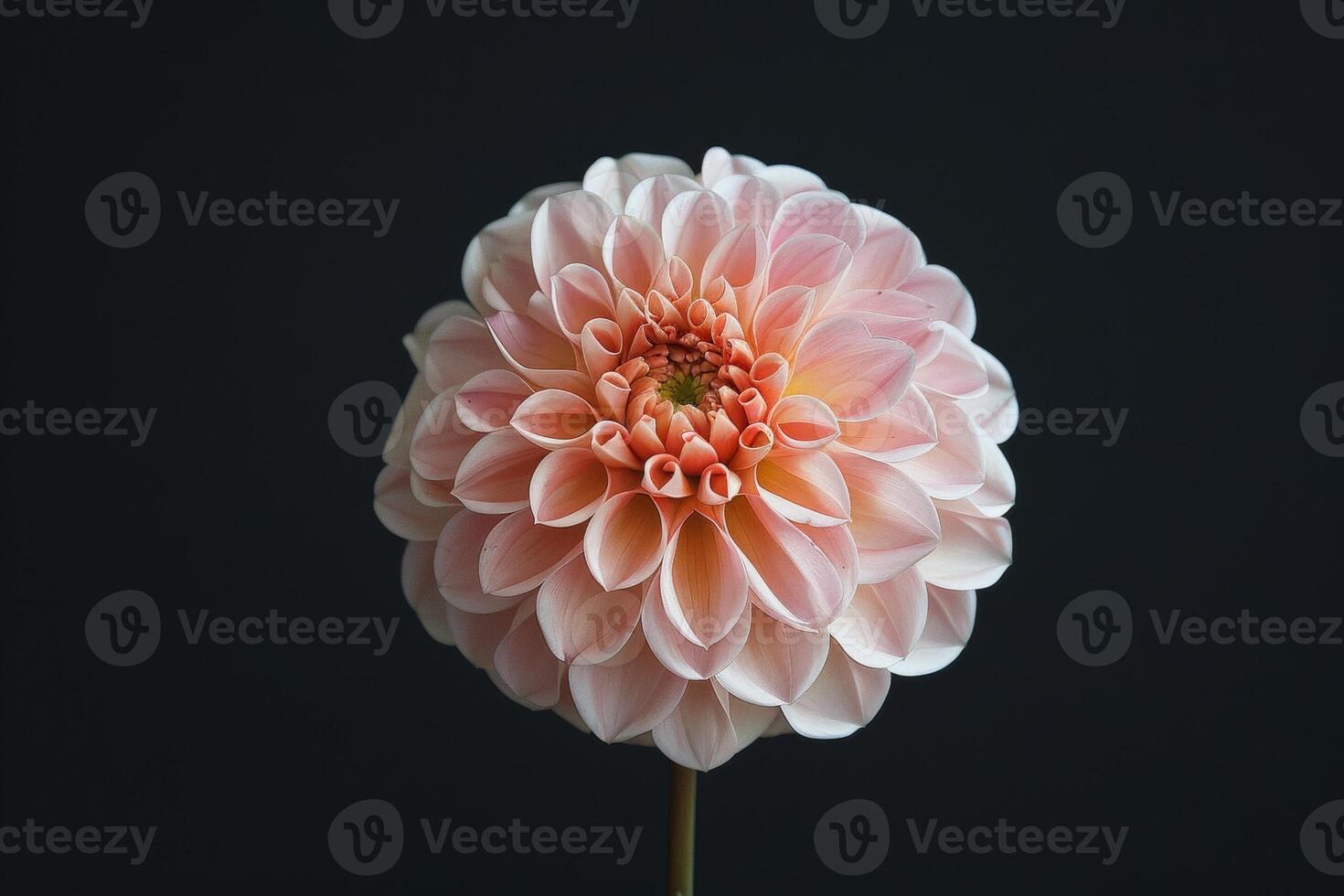 A single pink flower is shown against a black background photo