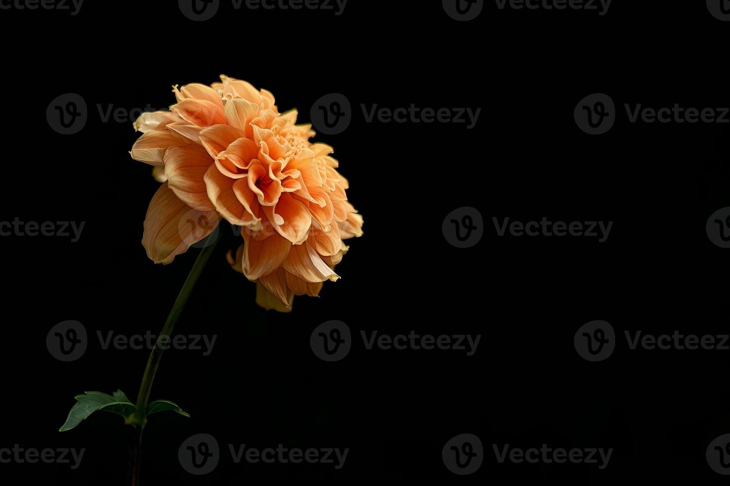 Orange dahlia flower on black background photo