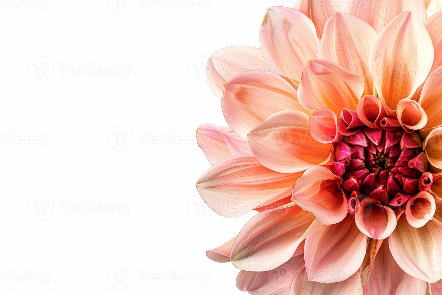 A large pink flower is shown on a white background photo