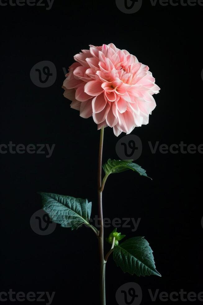 A single pink flower is shown against a black background photo