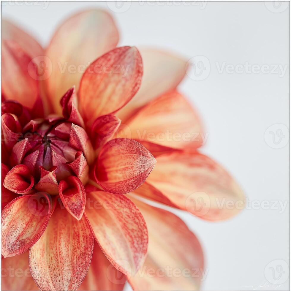 A close up of a red flower photo