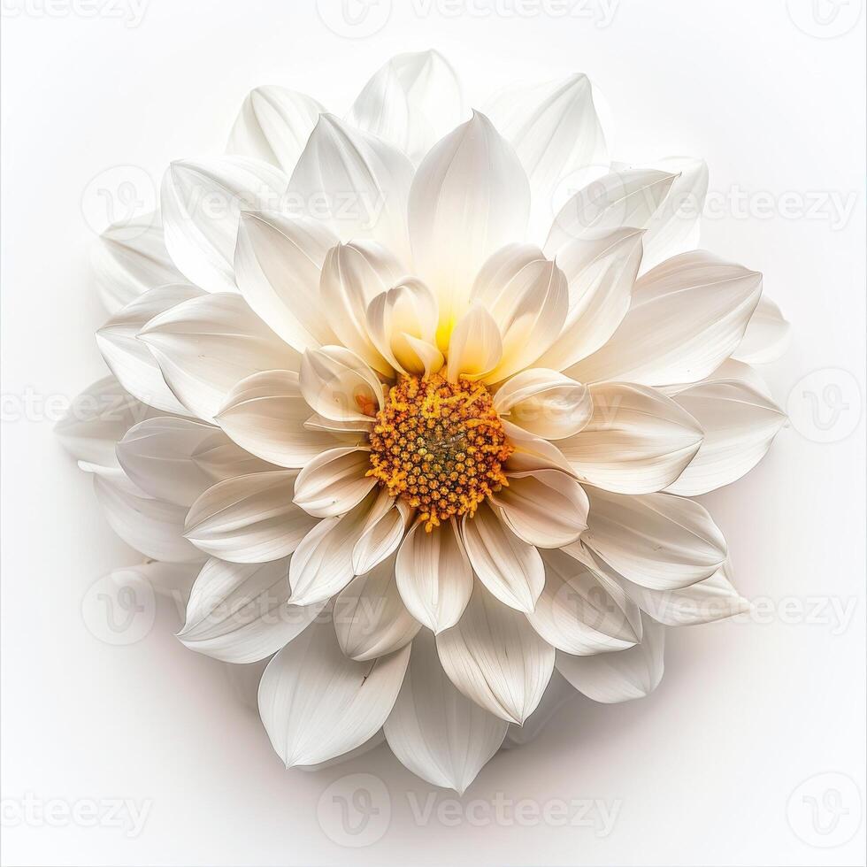 White dahlia flower on white background photo