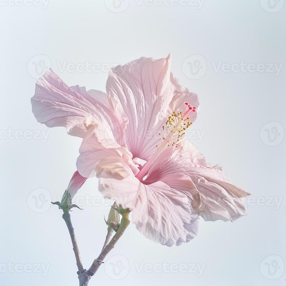 A pink hibiscus flower against a blue sky photo