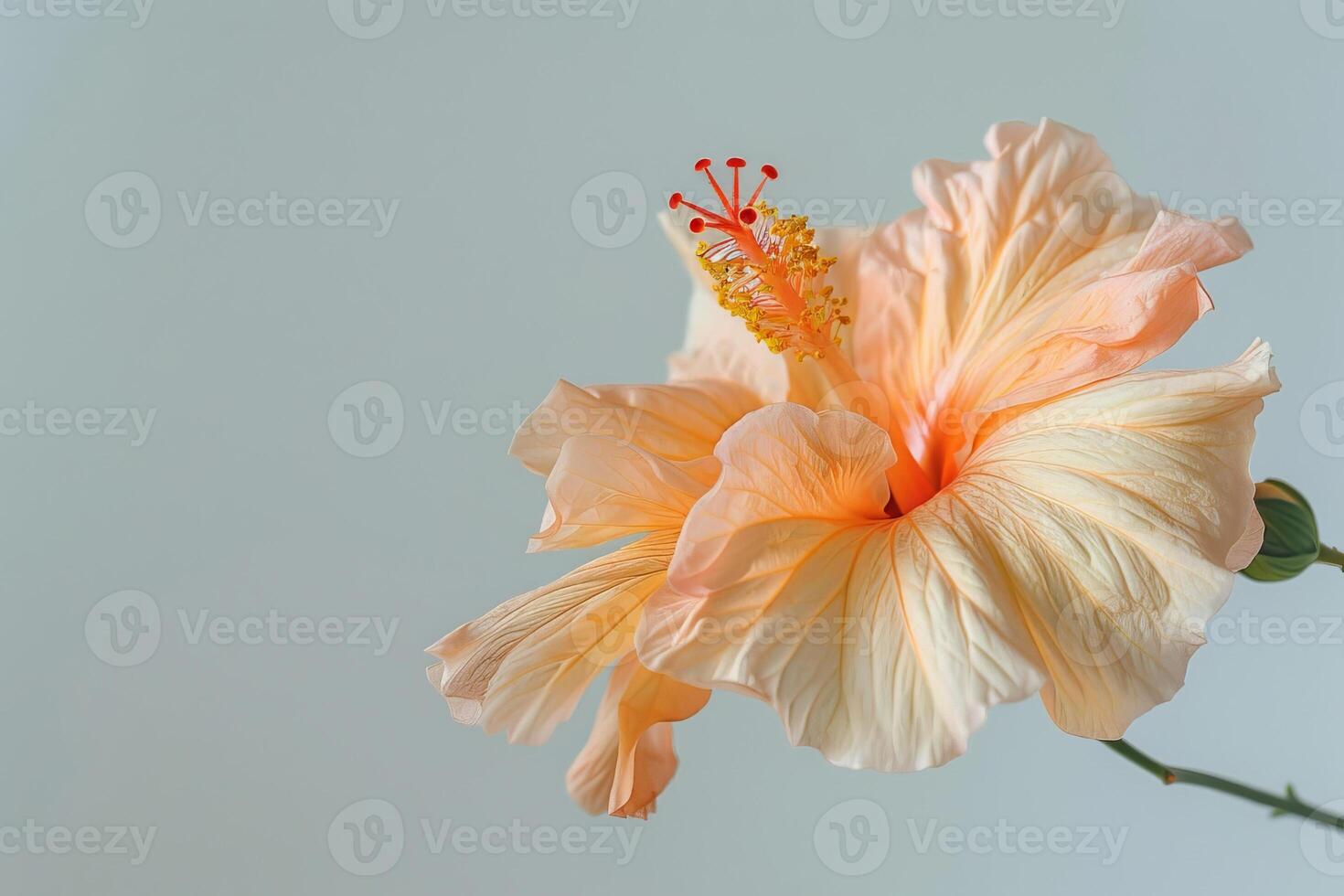 A single orange hibiscus flower against a gray background photo