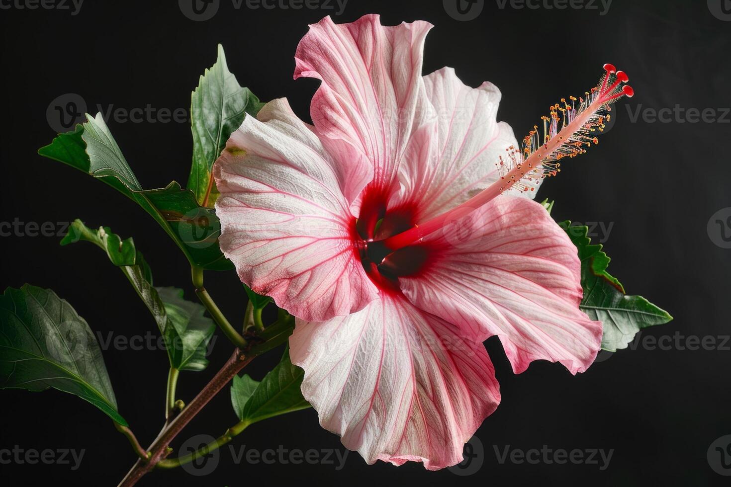 A pink hibiscus flower is shown against a black background photo