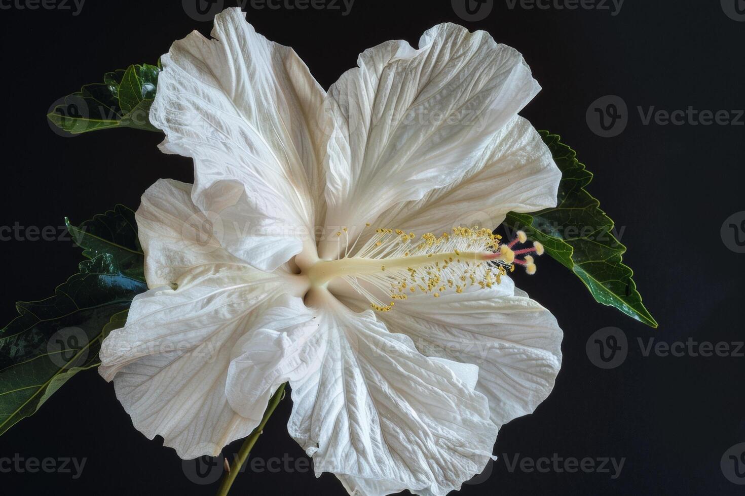 White hibiscus flower on black background photo