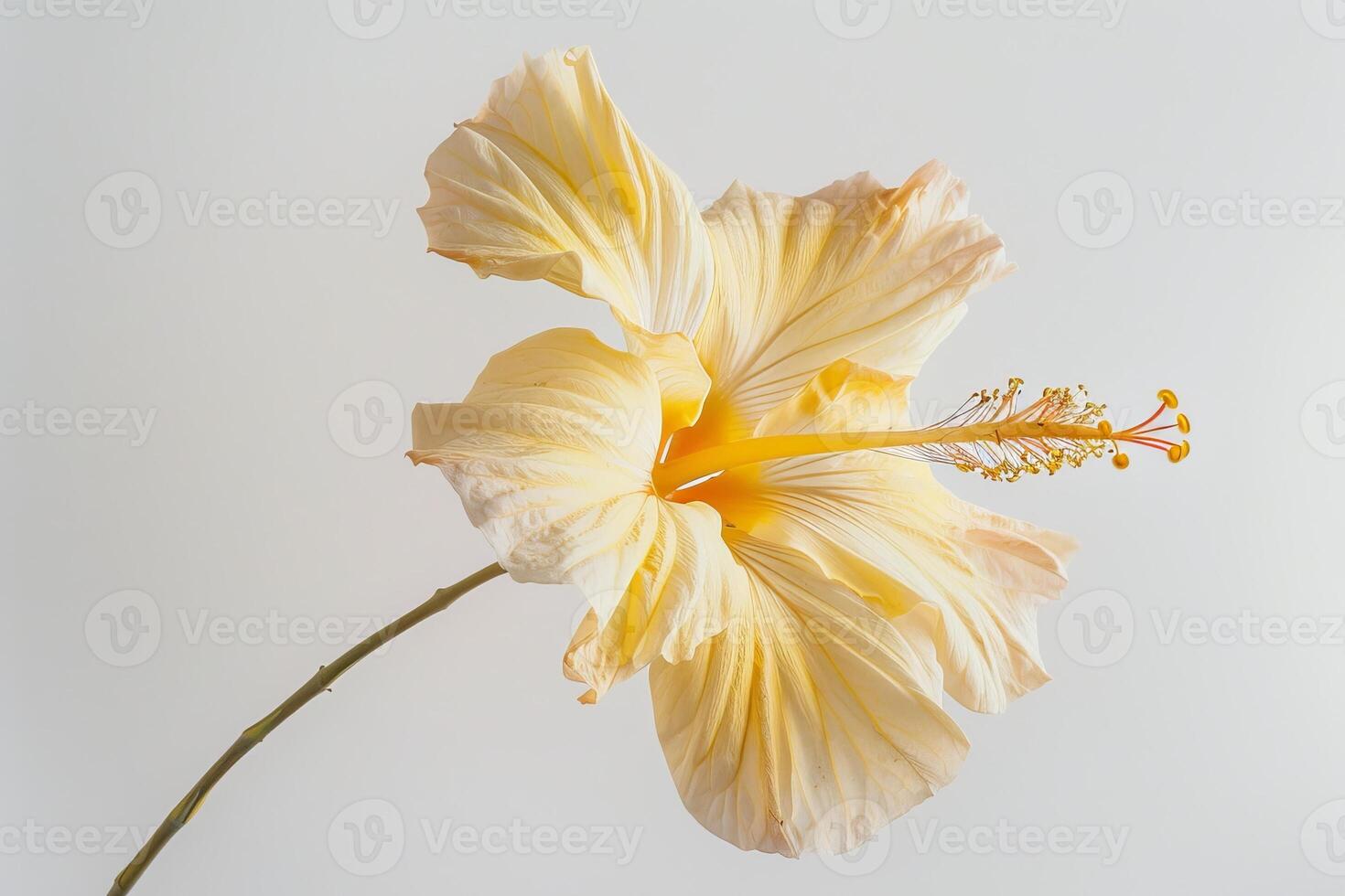 A yellow hibiscus flower is shown against a white background photo
