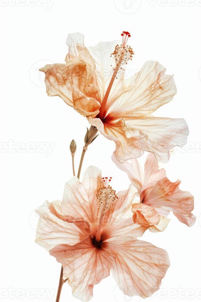 Two pink flowers are shown on a white background photo