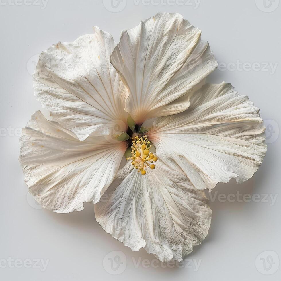 A white hibiscus flower on a white background photo