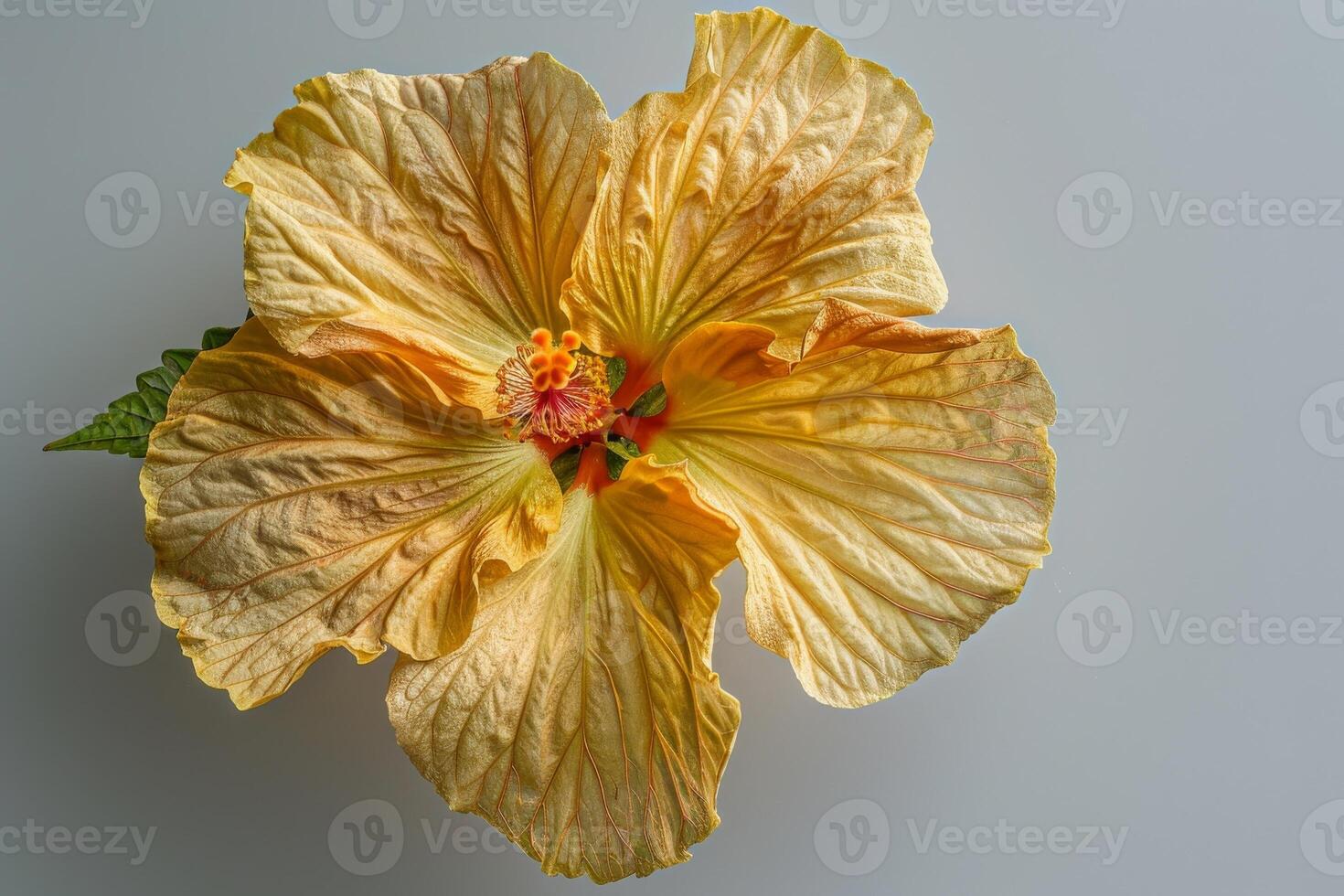 A yellow hibiscus flower on a white background photo