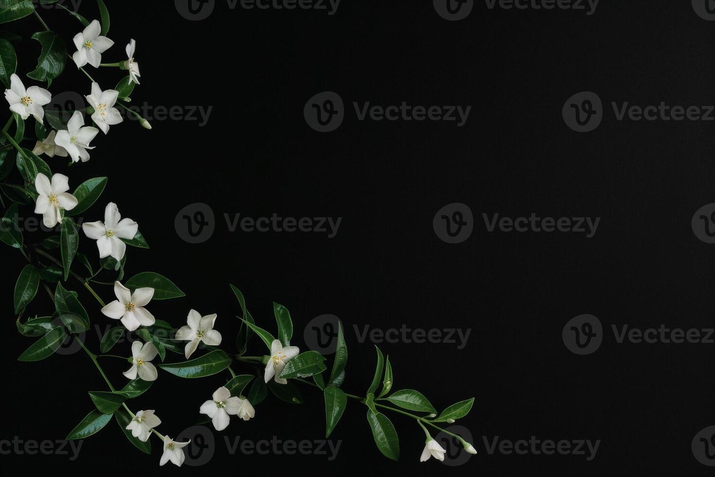 White jasmine flowers on black background photo