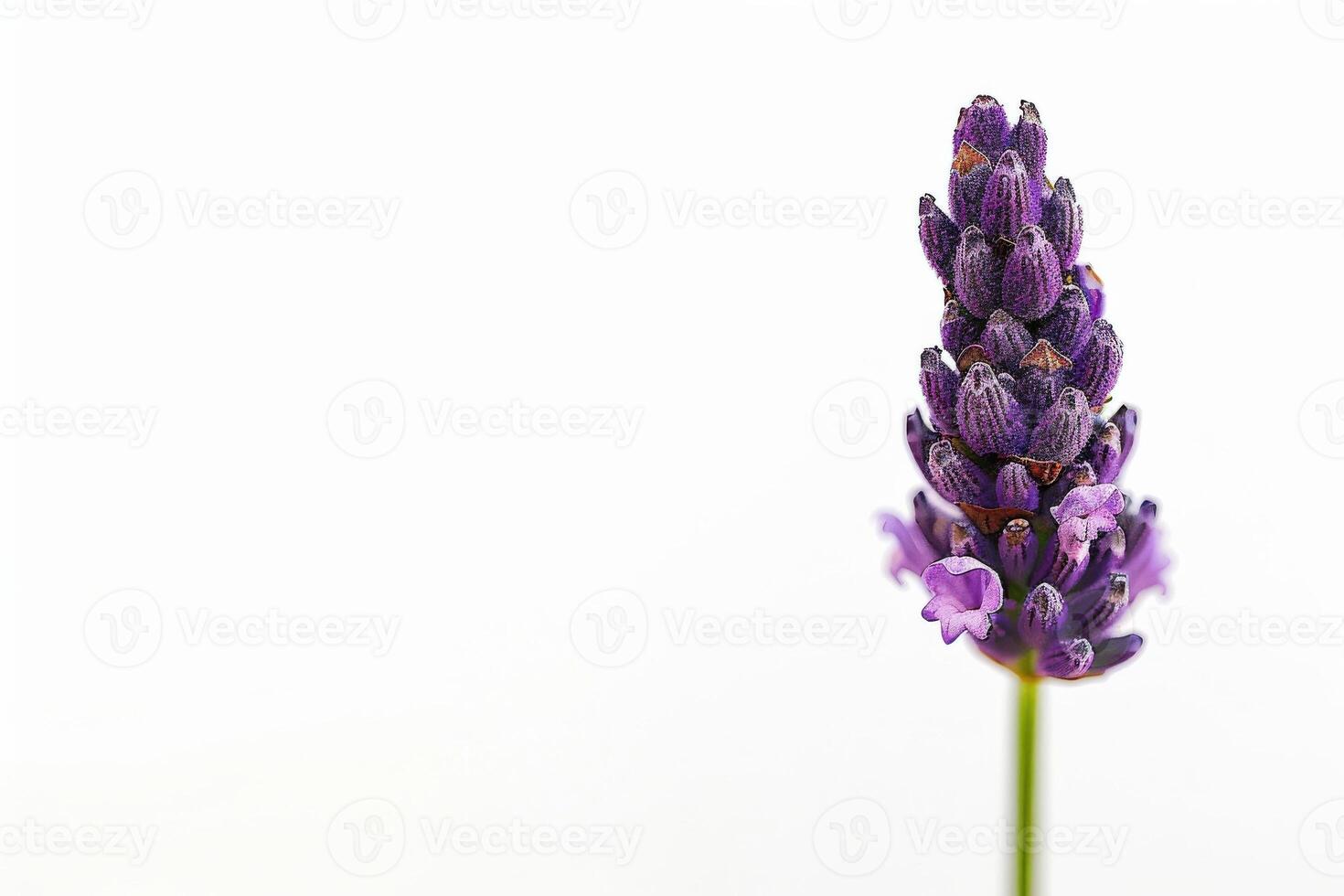Lavender flower on white background photo