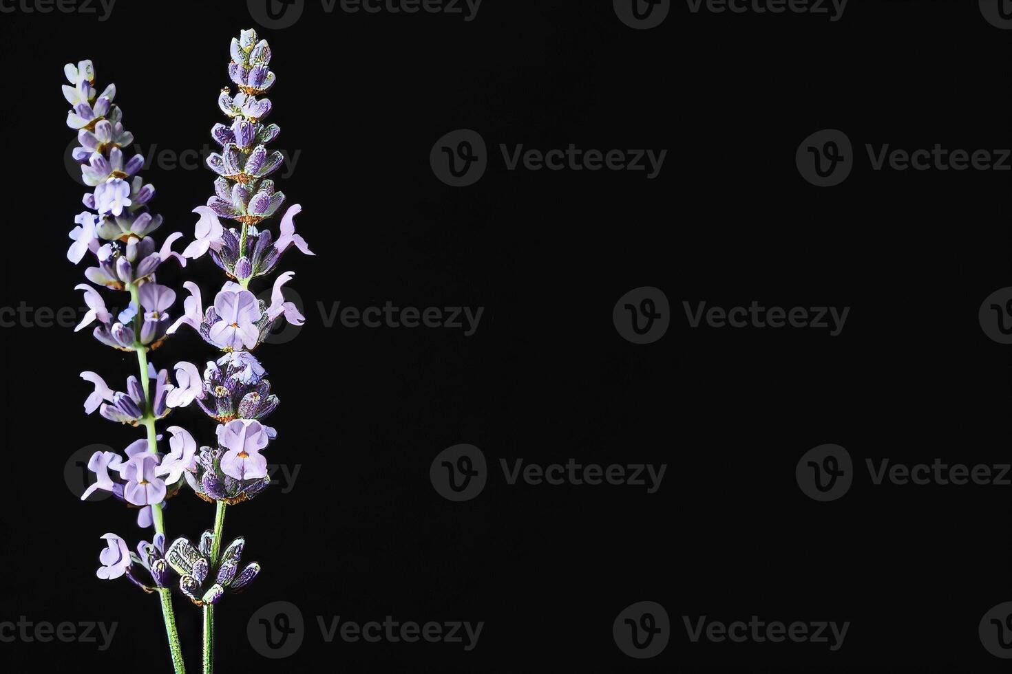 Lavender flowers on a black background photo