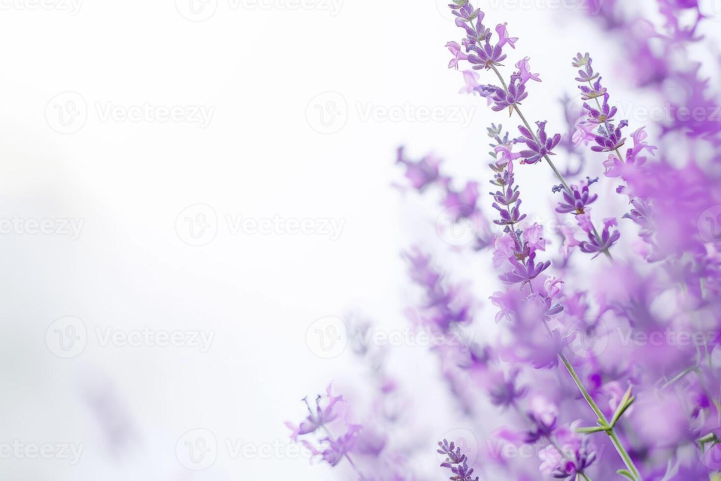 Lavender flowers on a white background photo