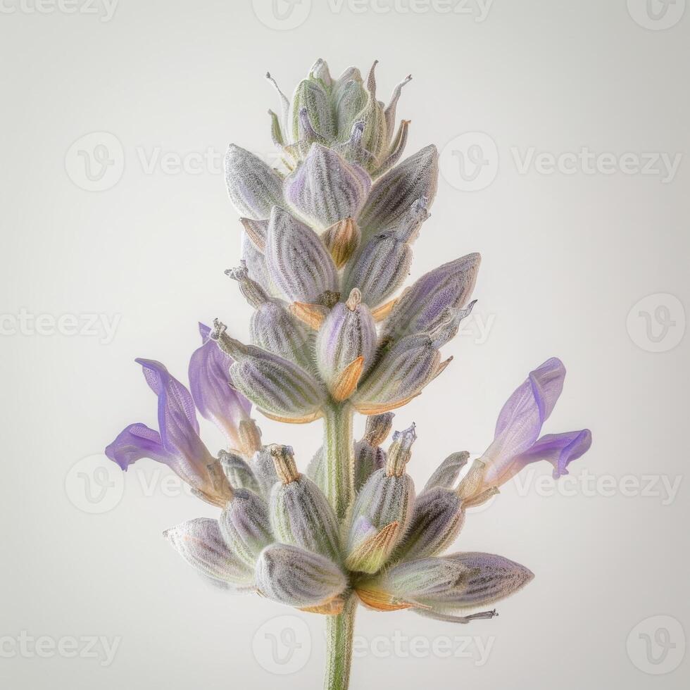 A lavender flower is shown in front of a white background photo