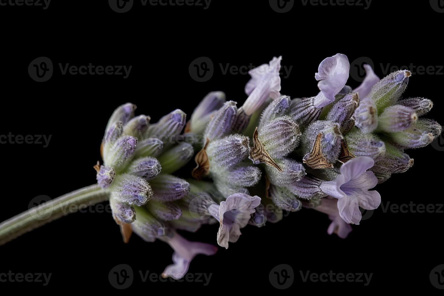 A close up of a lavender flower photo