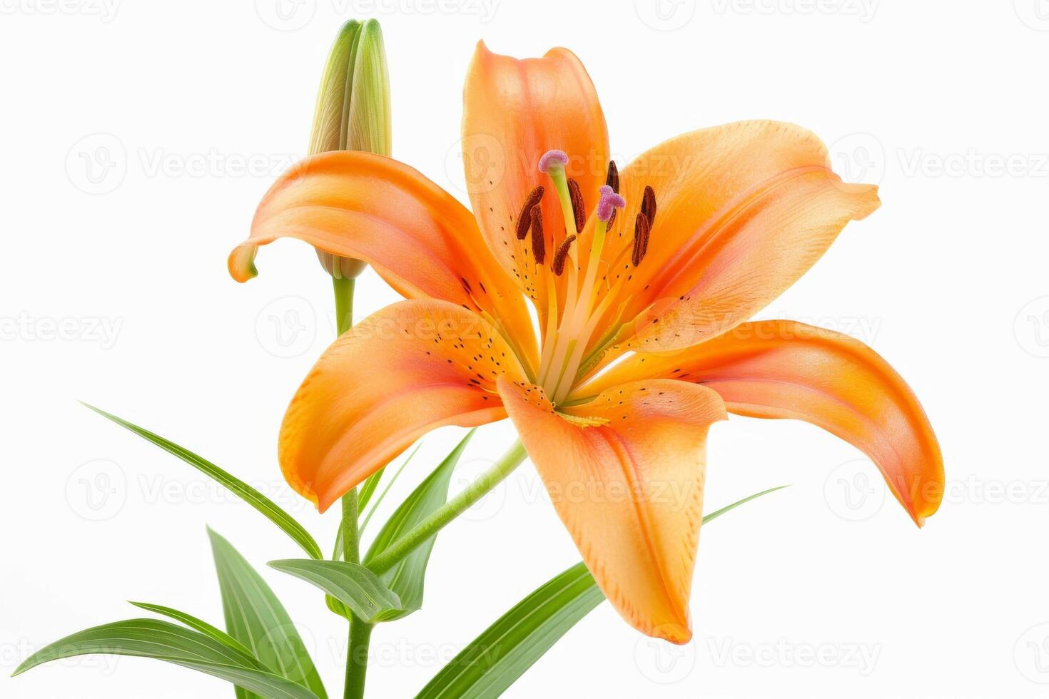 Orange lily on white background photo