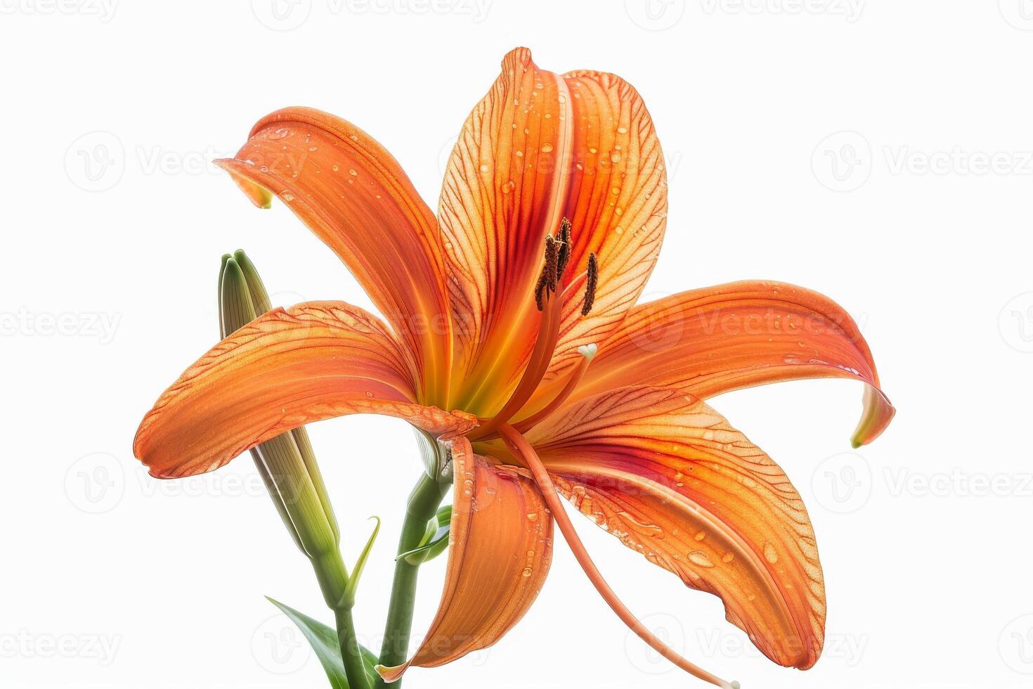Orange lily on white background photo