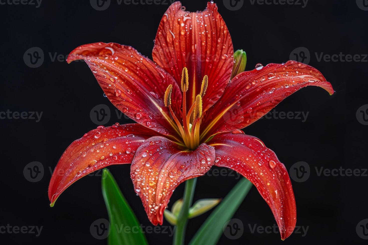 A red lily with water droplets on it photo