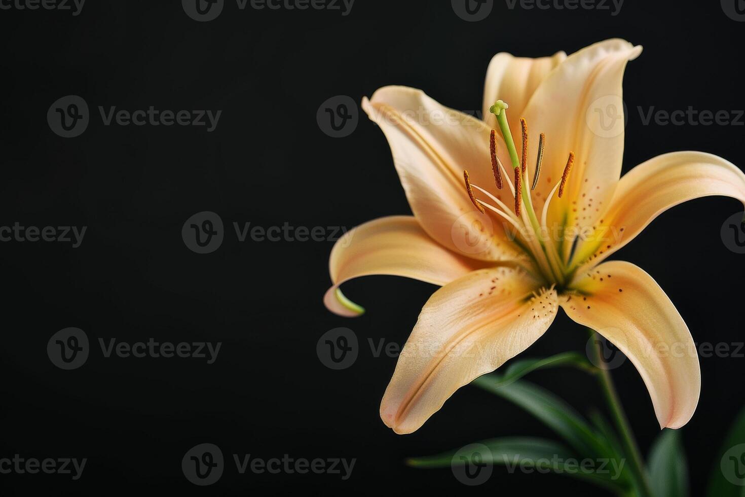 Orange lily on black background photo