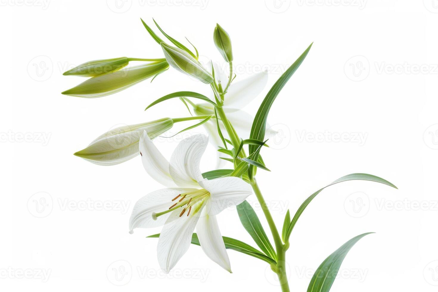 White lily isolated on white background photo