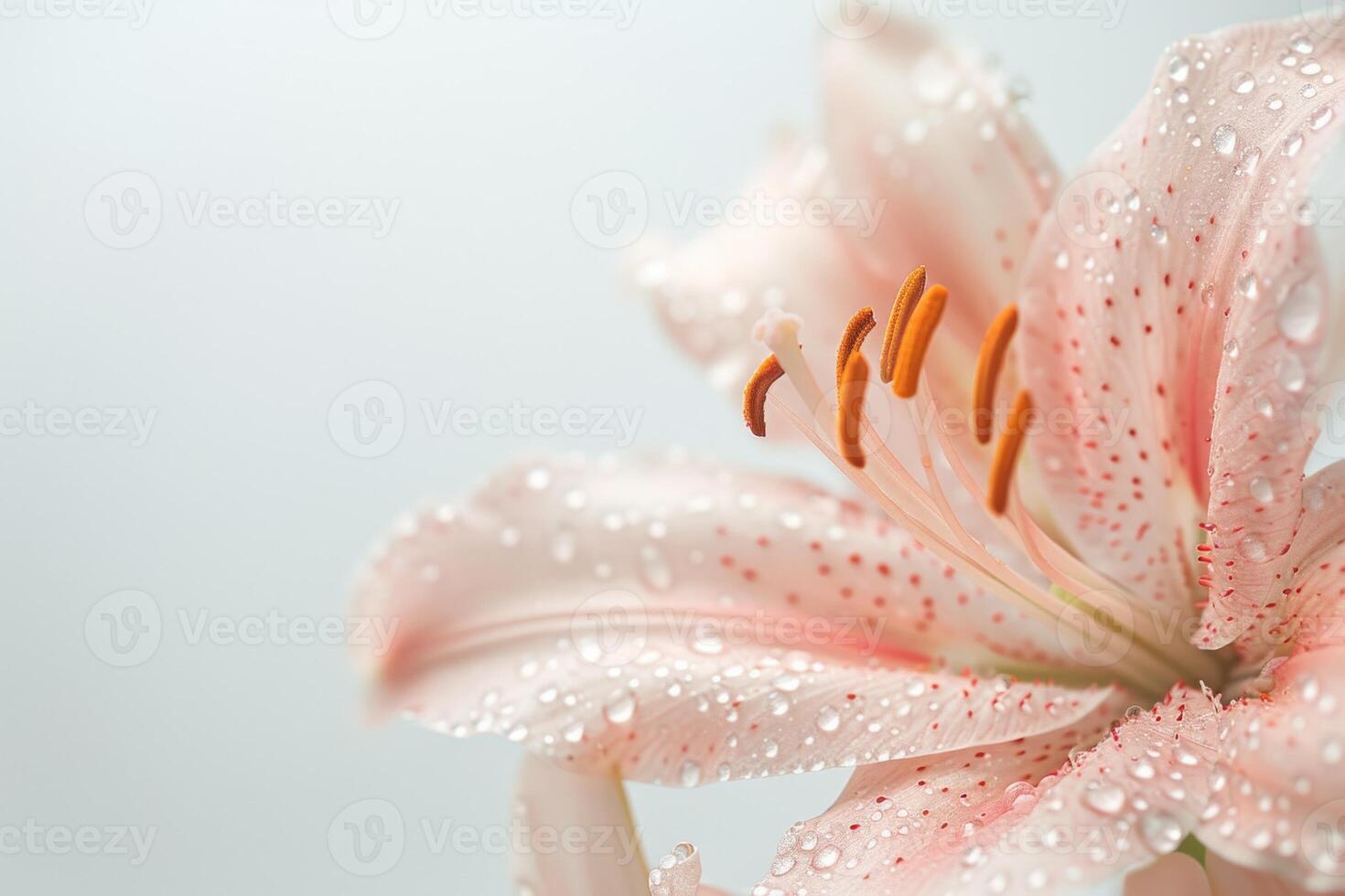 A pink lily with water droplets on it photo