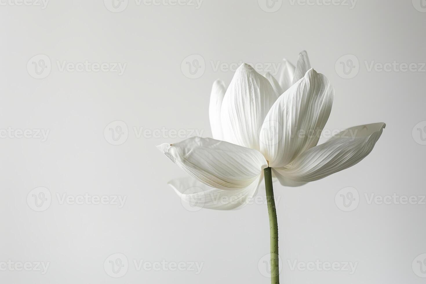 A white lotus flower is shown in front of a white background photo