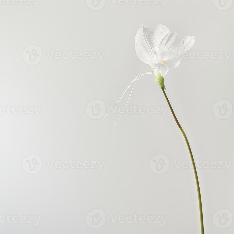 A single white flower is standing in a vase photo