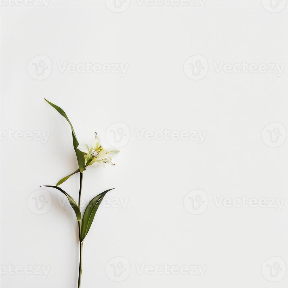 White lily on white background photo