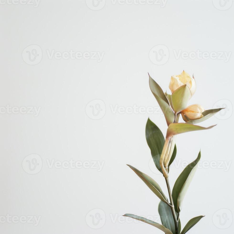 A single yellow flower is in a vase photo