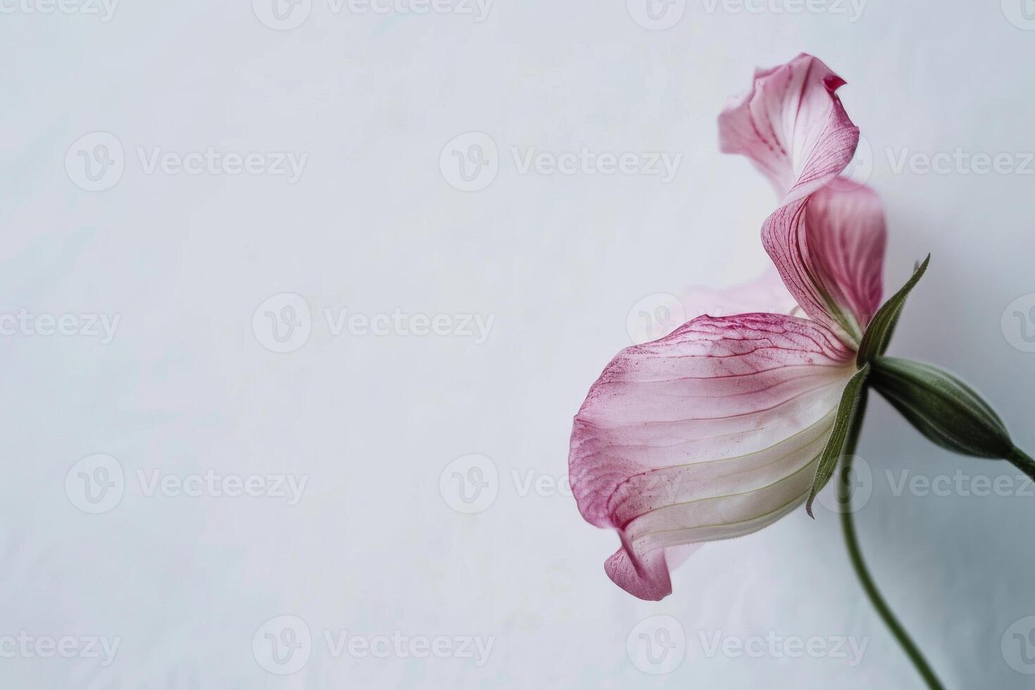 A single pink flower on a white background photo