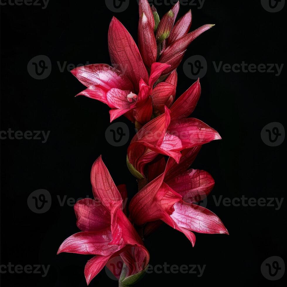 A red flower is shown against a black background photo