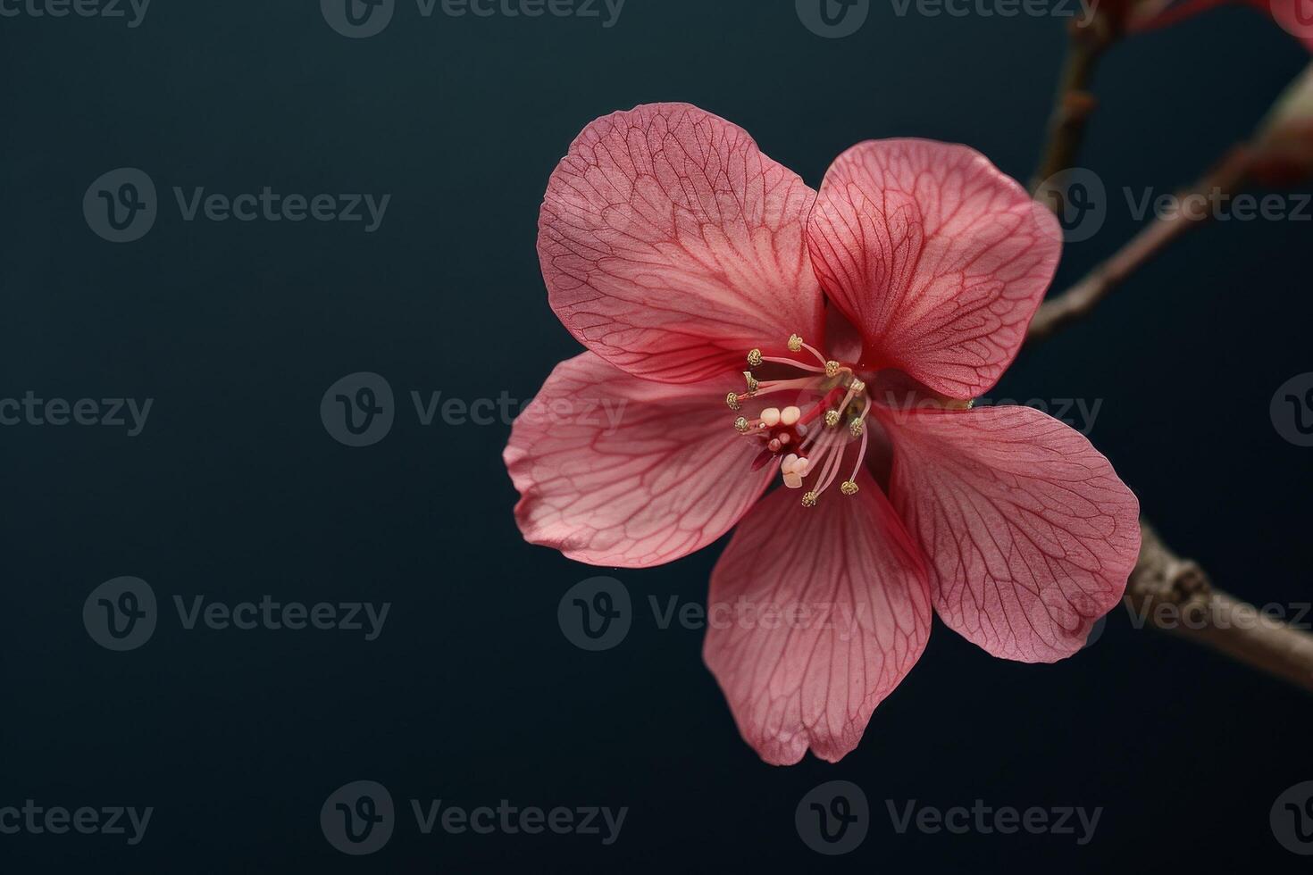 A single pink flower is on a branch photo