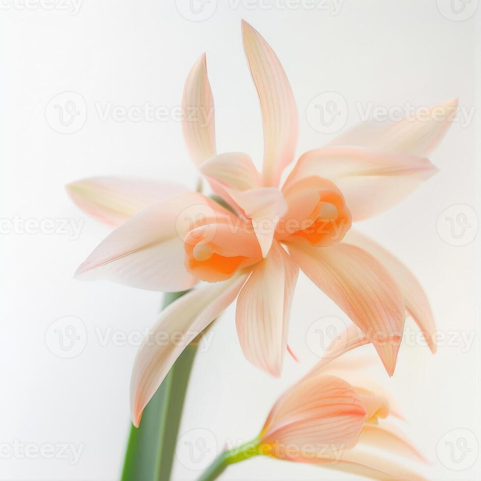 A close up of two orange flowers photo