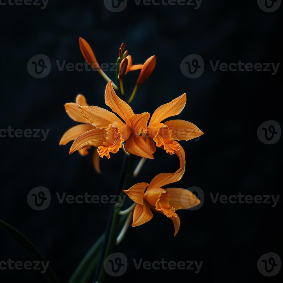 Orange orchid flowers on a dark background photo