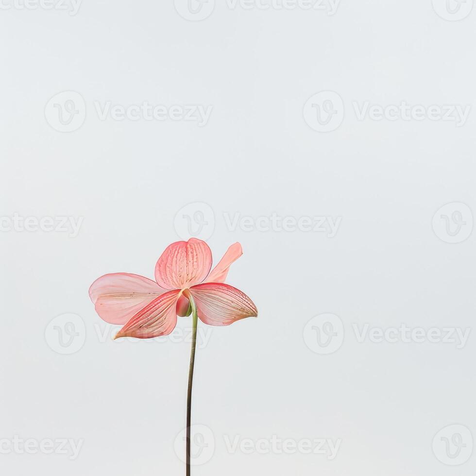 A single pink flower is sitting in a vase photo