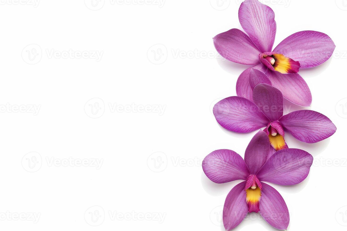 Purple orchid flowers on white background photo