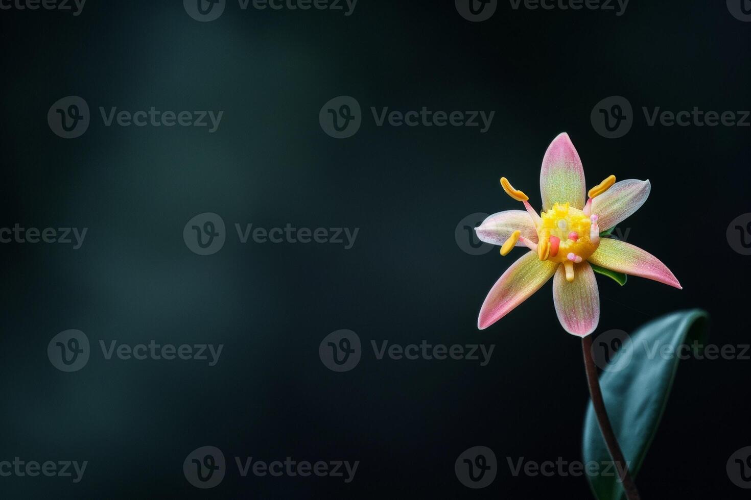 A single flower is shown in front of a dark background photo