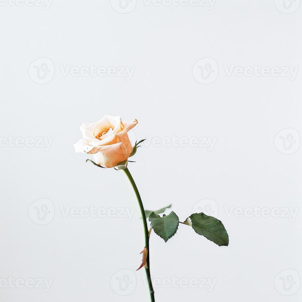 A single rose is shown in front of a white background photo